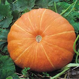 Pumpkin Seed P.E.,Pumpkin Seed P.E.