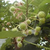 Horse Chestnut P.E.,Horse Chestnut P.E.