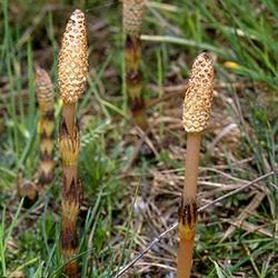 Horsetail P.E.,Horsetail P.E.