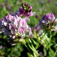 Alfalfa P.E.,Alfalfa P.E.