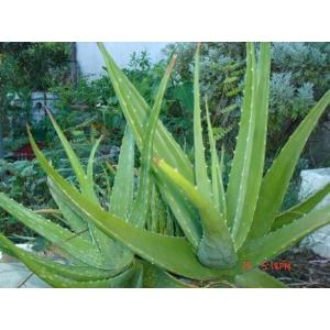 蘆薈提取物（wenyun@naturalinbio.com）