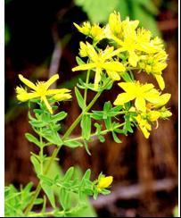 貫葉連翹提取物,St.John’s Wort P.E.