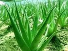 芦荟提取物,Aloe vera L.ver.chinensis(Haw.) Berger