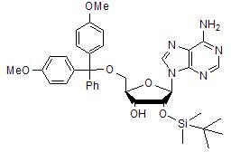 5’-O-DMT-2’-O-TBDMS adenosine,5’-O-(4,4’-Dimethoxytrityl)-2’-O-t-butyldimethylsilyl adenosine