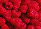 sell Red raspberry  anthocyani,Red raspberry  anthocyani