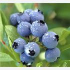 sell Blueberry anthocyanin,Blueberry anthocyanin