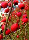 sell Lingonberry anthocyanin,Lingonberry anthocyanin