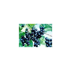 sell Black currant anthocyani