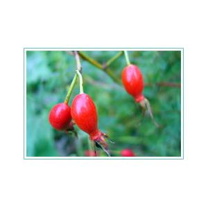 sell Rose hip anthocyanin