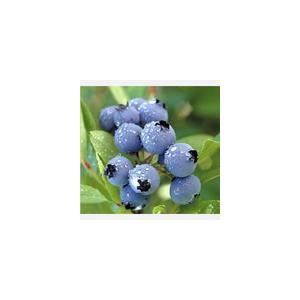 sell Blueberry anthocyanin