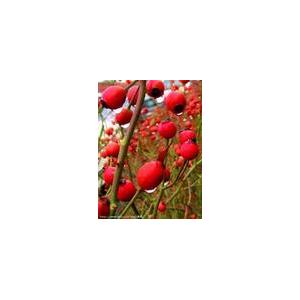 sell Lingonberry anthocyanin