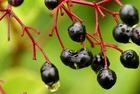 Elderberry powde,Elderberry powde