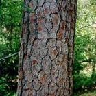 Pine bark extrac,Pine bark extrac