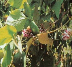 kudzu extract(Puerarin,kudzu extract(Puerarin