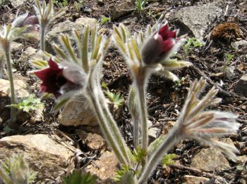 白头翁提取物,Anemone Root Extrac