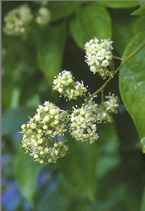 雷公藤甲素（雷公藤內(nèi)酯醇）,Triptolide