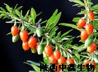 枸杞提取物枸杞多糖陜西中鑫現(xiàn)貨供應(yīng),gouqitiquwu