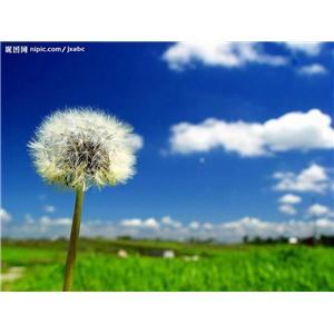 蒲公英/蒲公草提取物