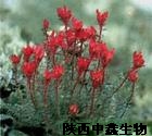 紅景天提取物紅景天甙紅景天提取物現(xiàn)貨紅景天提取物,hongjingtiantqiuwu