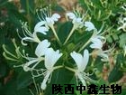 金銀花提取物綠原酸金銀花提取物現(xiàn)貨金銀花提取物,jinyinhuatiquwu