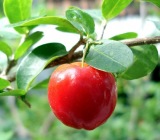 针叶樱桃提取物,Acerola Cherry Extrac