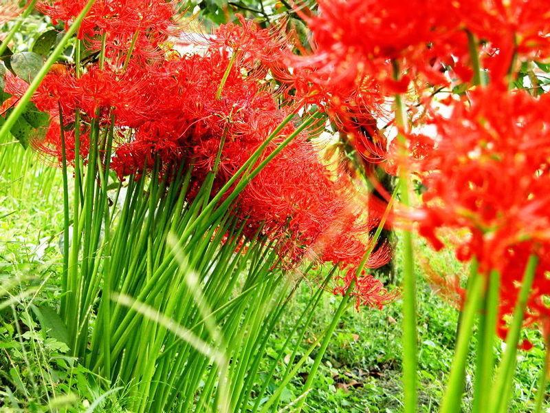 氫溴酸加蘭他敏,Lycoris radiata （l'.aher.) herb