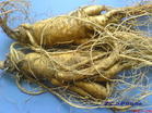 人參提取物,Ginseng P.E.