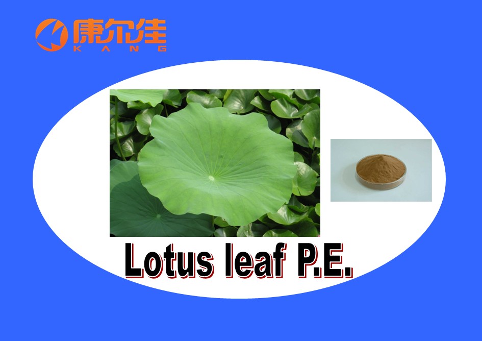 荷葉提取物,Lotus leaf extract