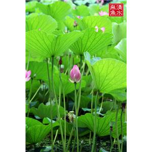 荷葉提取物