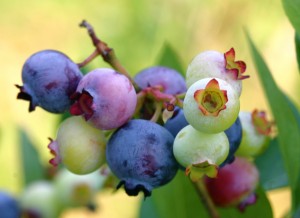 Blueberry anthocyanin,Blueberry anthocyanin