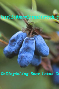 Lonicera edulis extract,Lonicera edulis extract