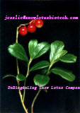 Lingonberry extract,Lingonberry extract