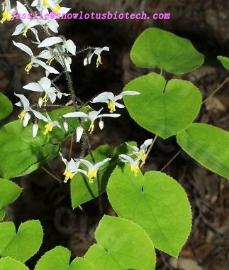 Epimedium P.E,Epimedium P.E