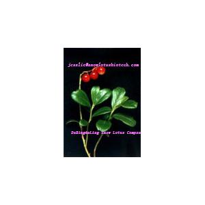 Lingonberry extract