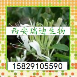 金银花提取物（绿原酸）,HoneySuchle Flowers Extrac