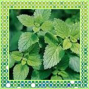 蜜蜂花提取,Lemon Balm Extrac