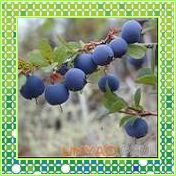 越橘提取物,Bilberry P.E