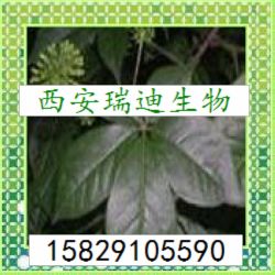 刺五加提取物,Siberian Gingseng P.E.