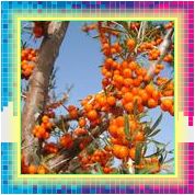 沙棘黄,Seabuckthorn flavon