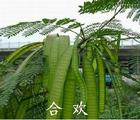 合欢提取物 Albizia Bark Extract—3%黄酮,Albizia Bark Extract