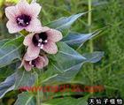 供應(yīng)天仙子提取物Henbane Seed Extract,Henbane Seed Extract