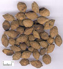 優(yōu)質(zhì)益智仁提取物Sharpleaf Glangal Fruit P.E.,Sharpleaf Glangal Fruit P.E.