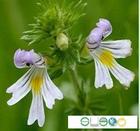 小米草提取物  Eyebright Extract,Eyebright Extract