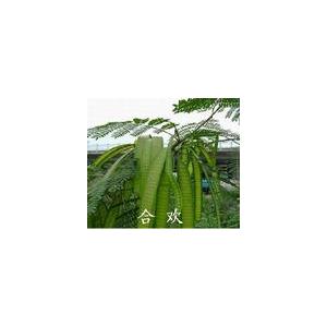 合欢提取物 Albizia Bark Extract—3%黄酮