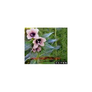 供應(yīng)天仙子提取物Henbane Seed Extract