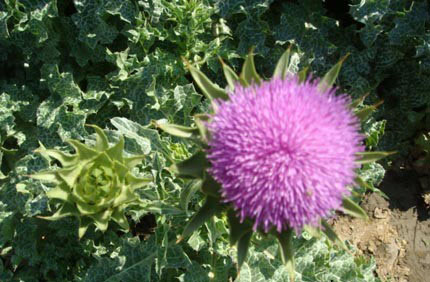 Milk Thistle P.E.,Milk Thistle P.E.