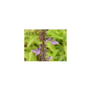 Coleus forskohlii (Willd.) Briq. Extract