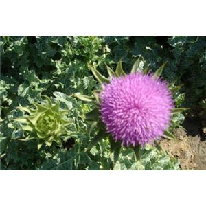 Milk Thistle P.E.