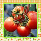 番茄红素Lycopene，2%5%,6%,10%（西安瑞迪）