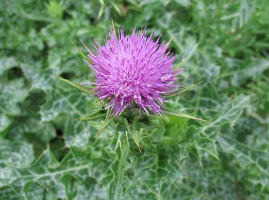 Milk Thistle extract,Milk Thistle extract Silymarin 80